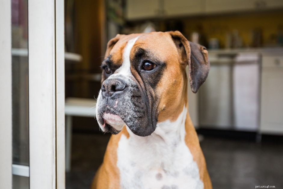 65 Perfect Names for Your Boxer Dog