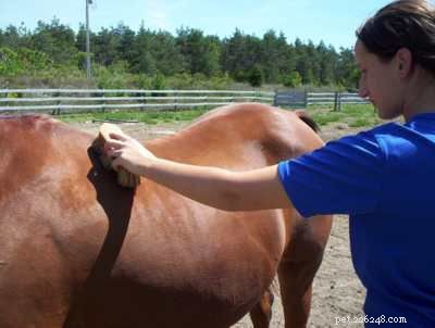 Master Horse Grooming: Build Bond & Care for Coat, Hooves & Health