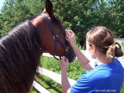 Master Horse Grooming: Build Bond & Care for Coat, Hooves & Health