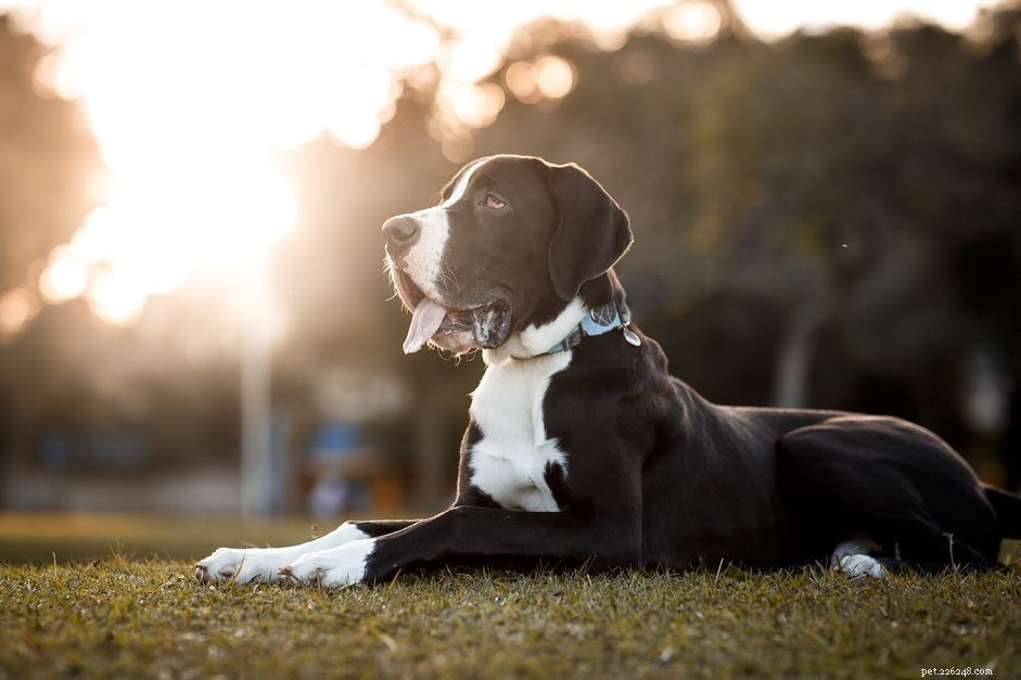 54 Classic Hound Dog Names: Find the Perfect Fit for Your Canine Companion