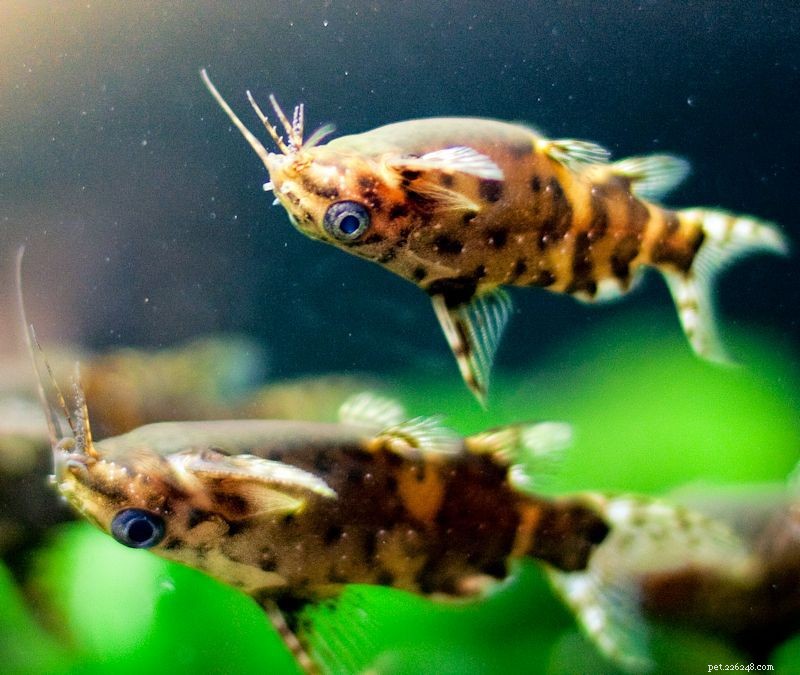 Synodontis nigriventris: Complete Upside‑Down Catfish Profile – Characteristics, Care, & Breeding