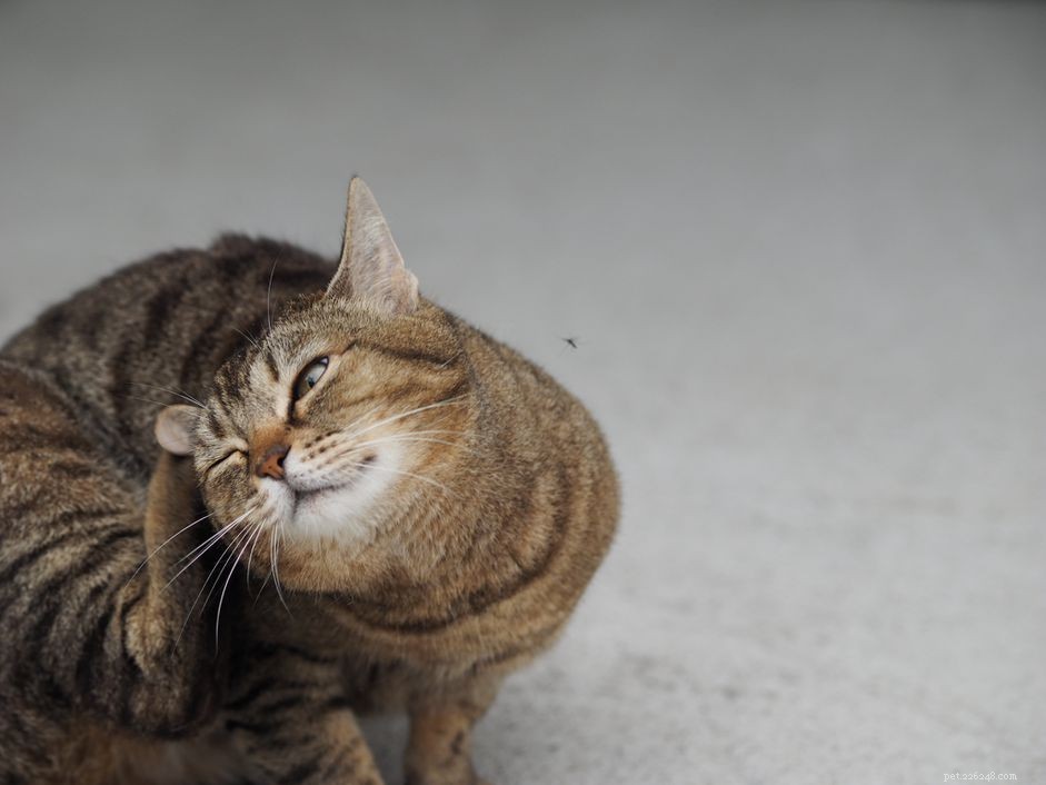 Effective Flea Removal for Cats: A Comprehensive Guide