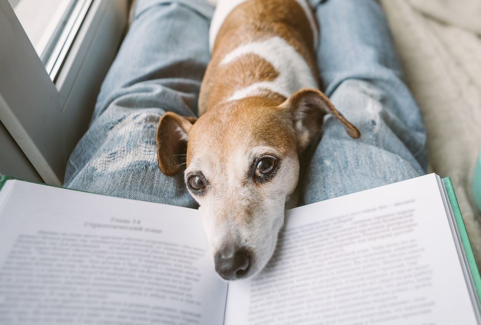 50 Classic & Contemporary Literary Names for Your Dog