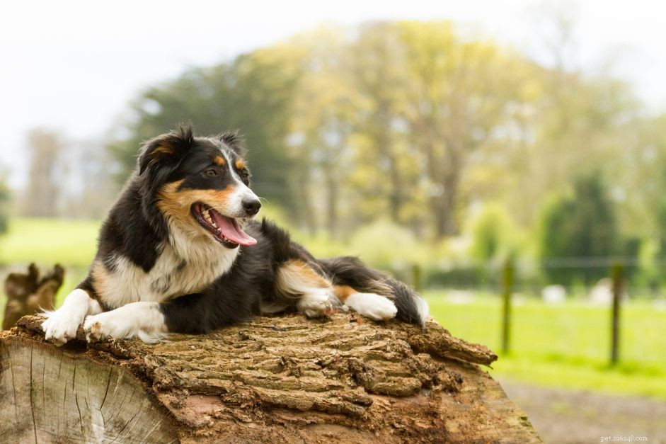 55 Authentic Irish Dog Names for Your New Pup