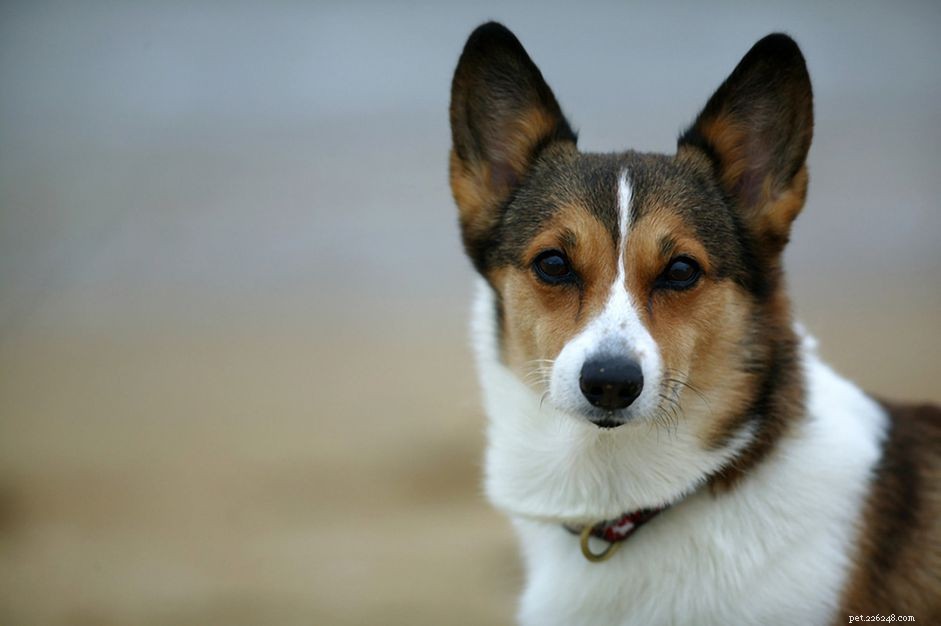 40 Authentic Hawaiian Dog Names to Capture Island Spirit