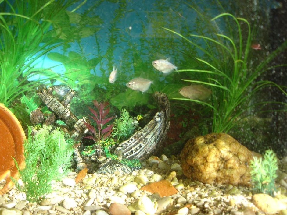 White Skirt Tetra: Characteristics, Care, and Aquascape Compatibility