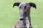 85 Unique & Meaningful Spanish Dog Names – Find the Perfect Fit