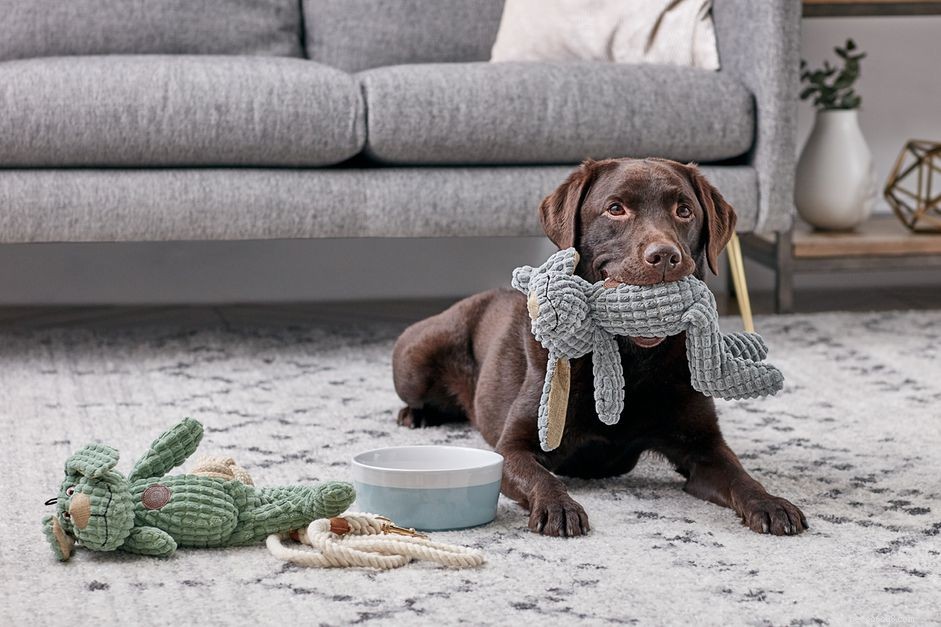 Preparing for Your New Dog: A Step-by-Step Guide to a Smooth Adoption