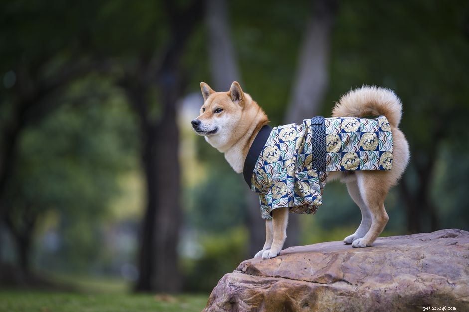 60 Japanese Dog Names: Meaningful & Traditional Picks