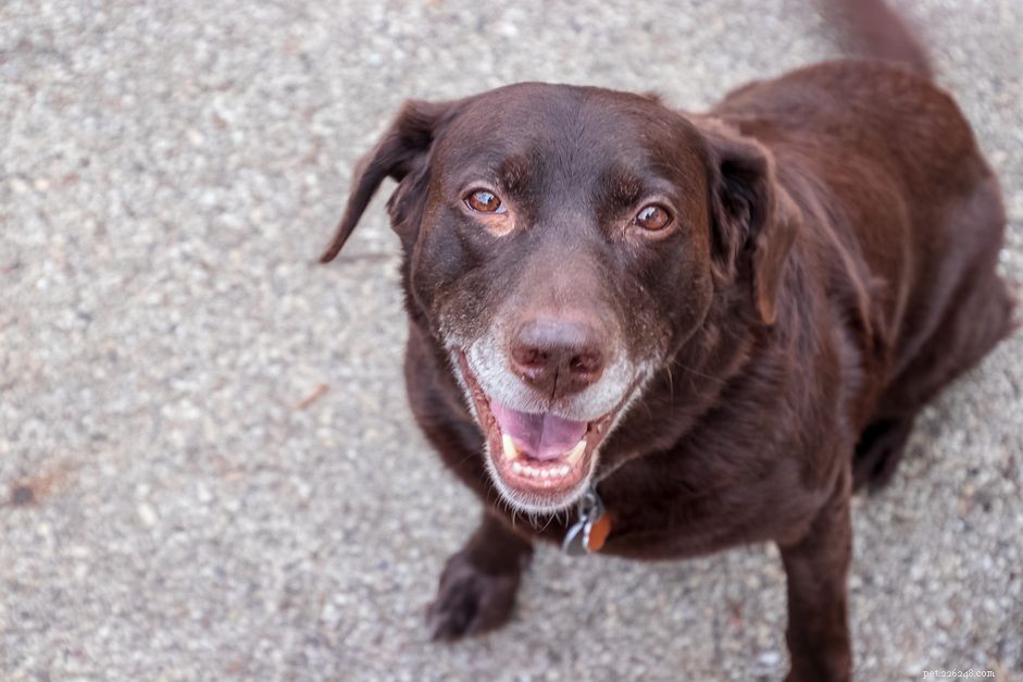 Understanding Spondylosis in Dogs: Symptoms, Diagnosis, and Care