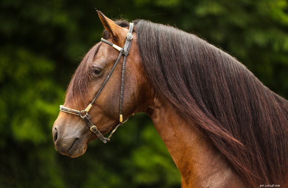 Paso Fino Horse: Elegant Gait, Versatile Performance – Breed Profile