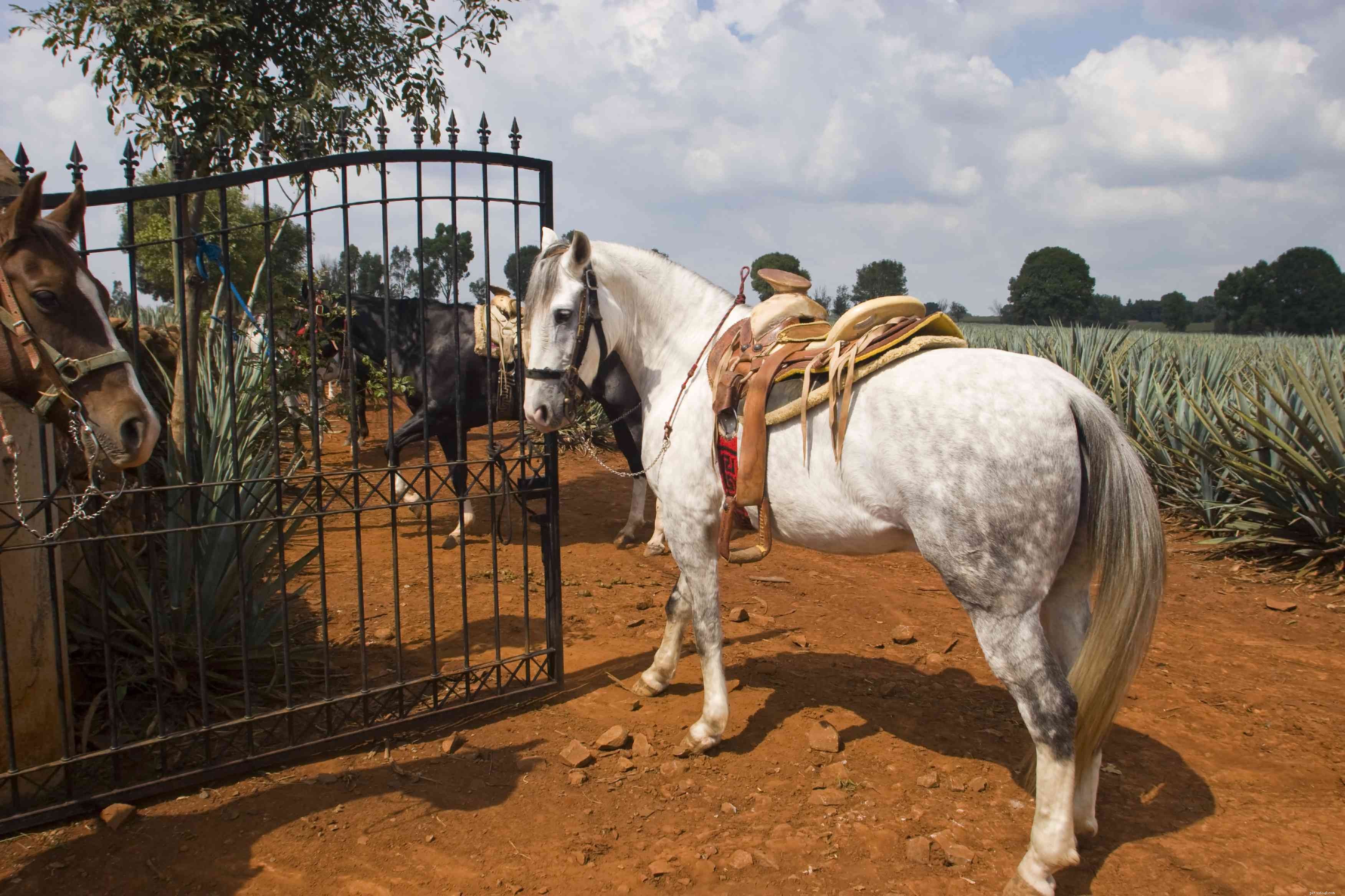 Paso Fino Horse: Elegant Gait, Versatile Performance – Breed Profile