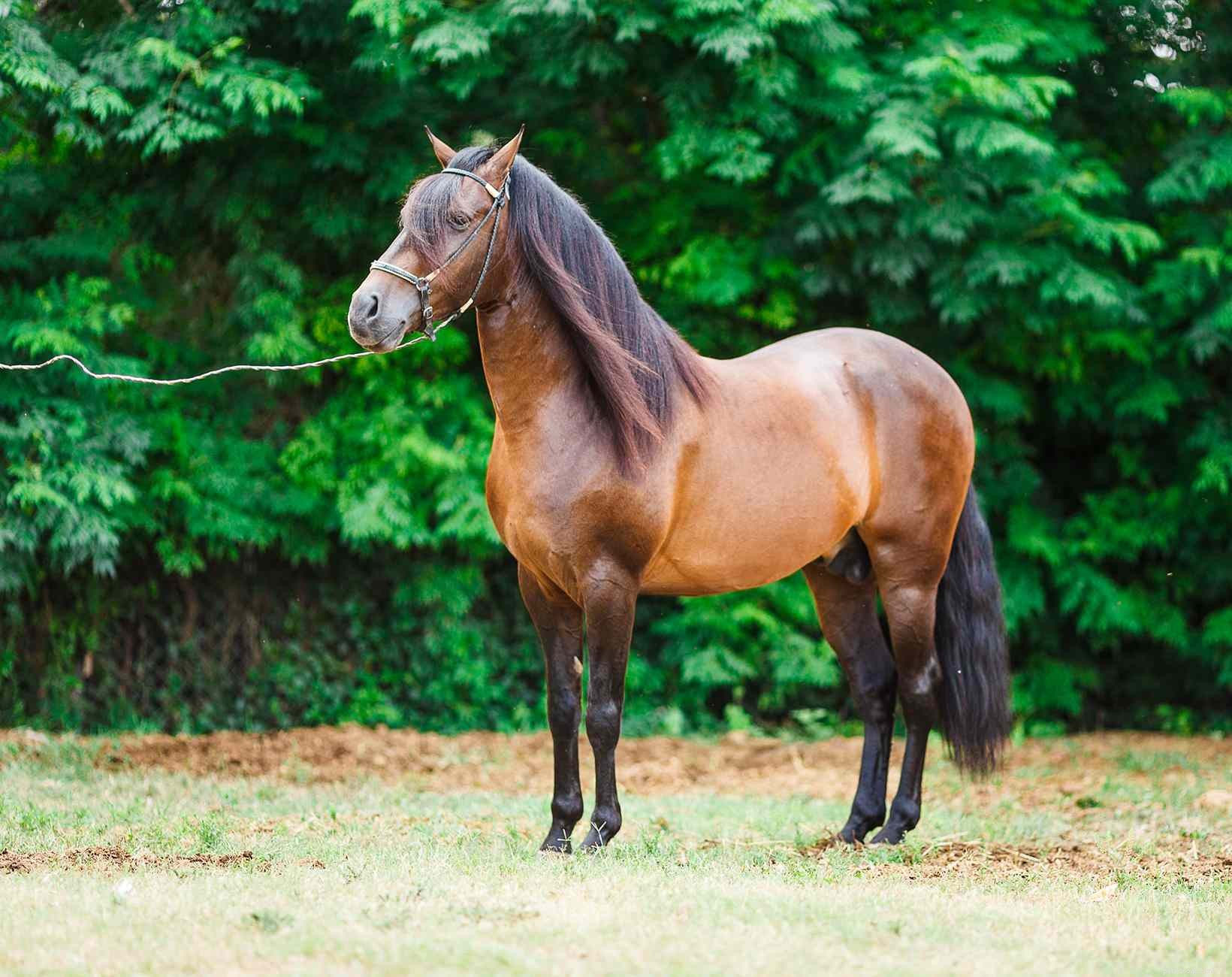 Paso Fino Horse: Elegant Gait, Versatile Performance – Breed Profile