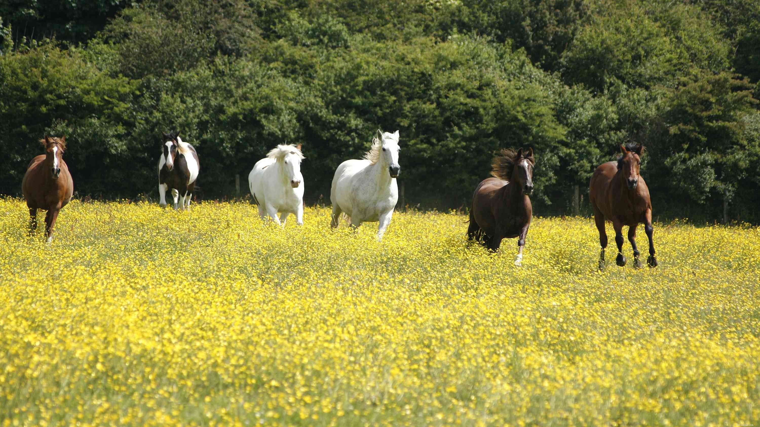 Paso Fino Horse: Elegant Gait, Versatile Performance – Breed Profile