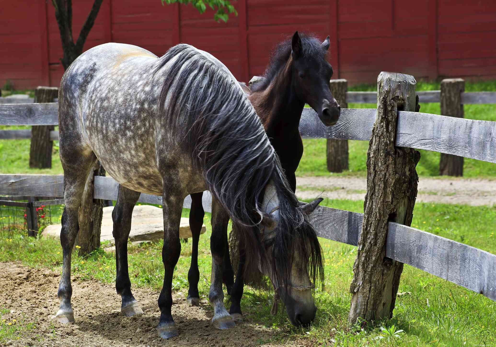 Paso Fino Horse: Elegant Gait, Versatile Performance – Breed Profile