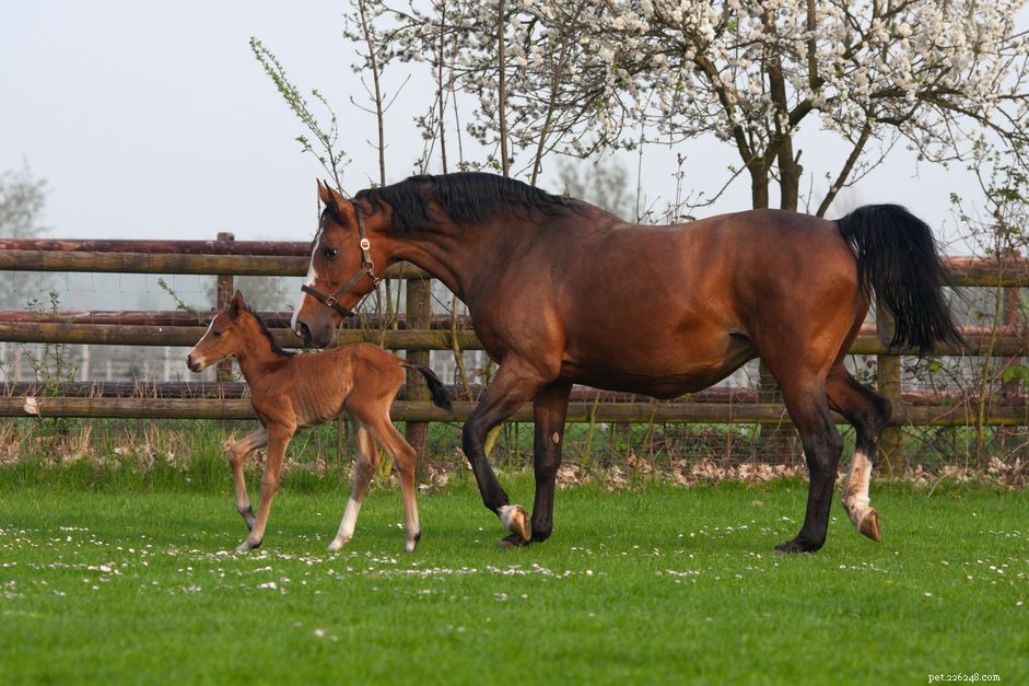 Westphalian Horse – Elite Warmblood Profile: Performance, Traits & Care