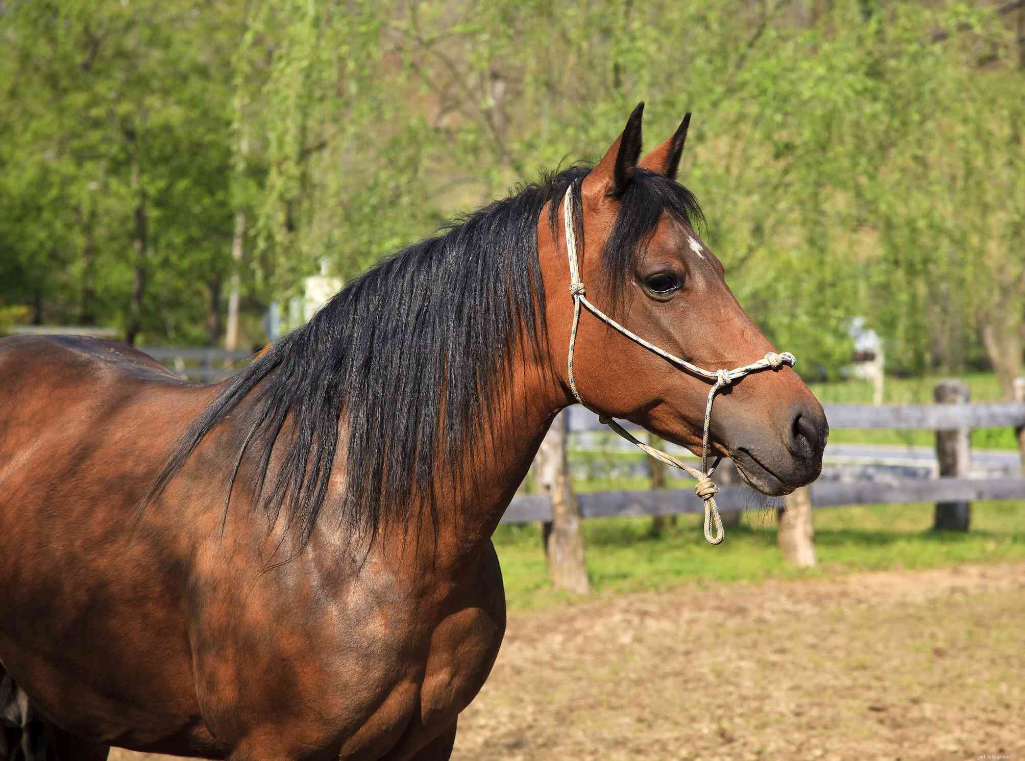 Paso Fino Horse: Elegant Gait, Versatile Performance – Breed Profile