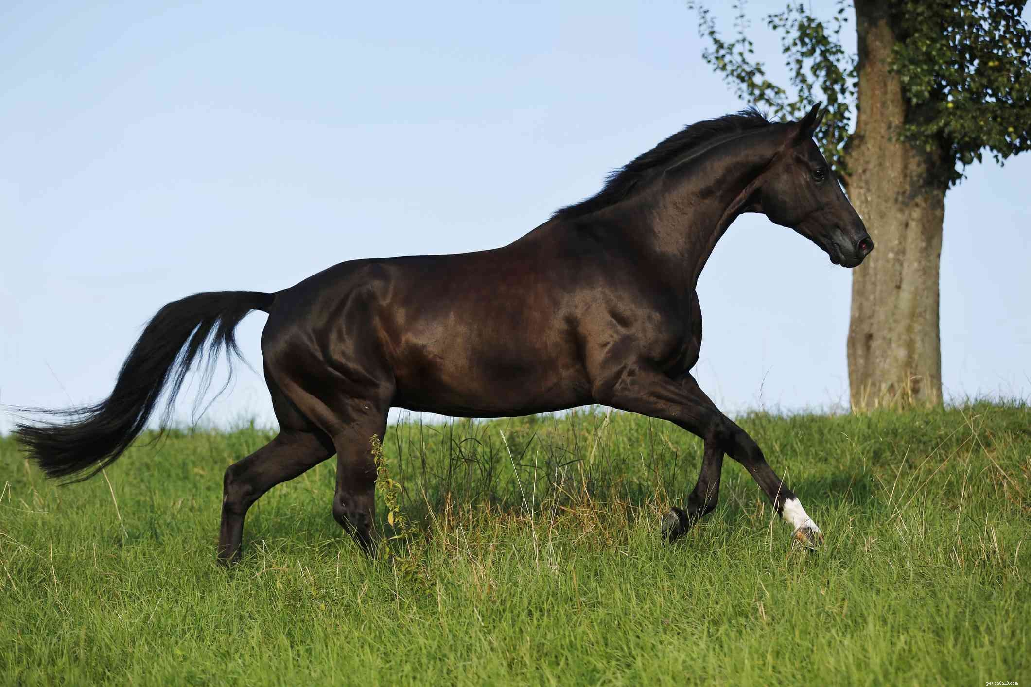 Westphalian Horse – Elite Warmblood Profile: Performance, Traits & Care