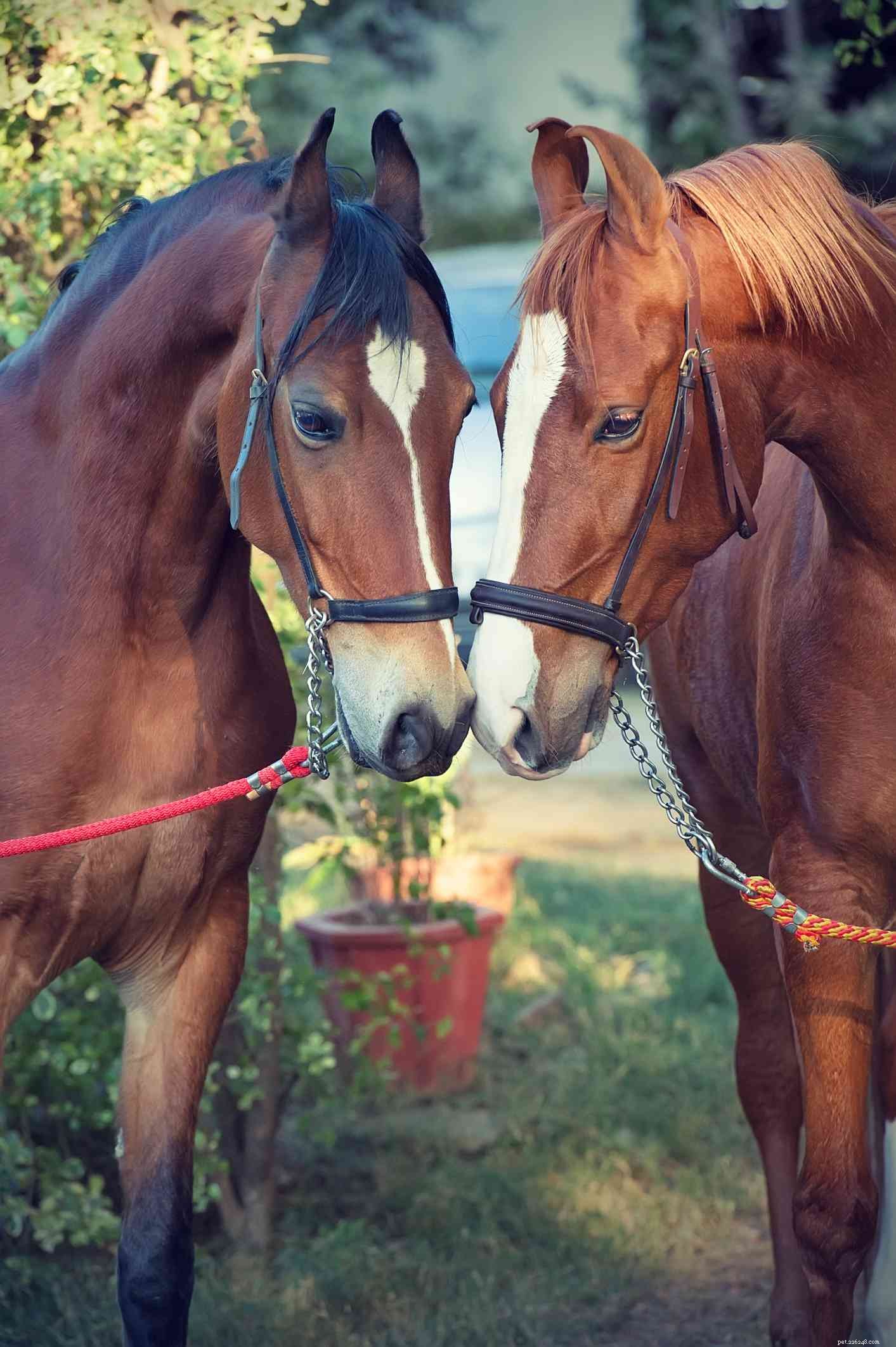 Marwari Horse: History, Traits, and Care Guide
