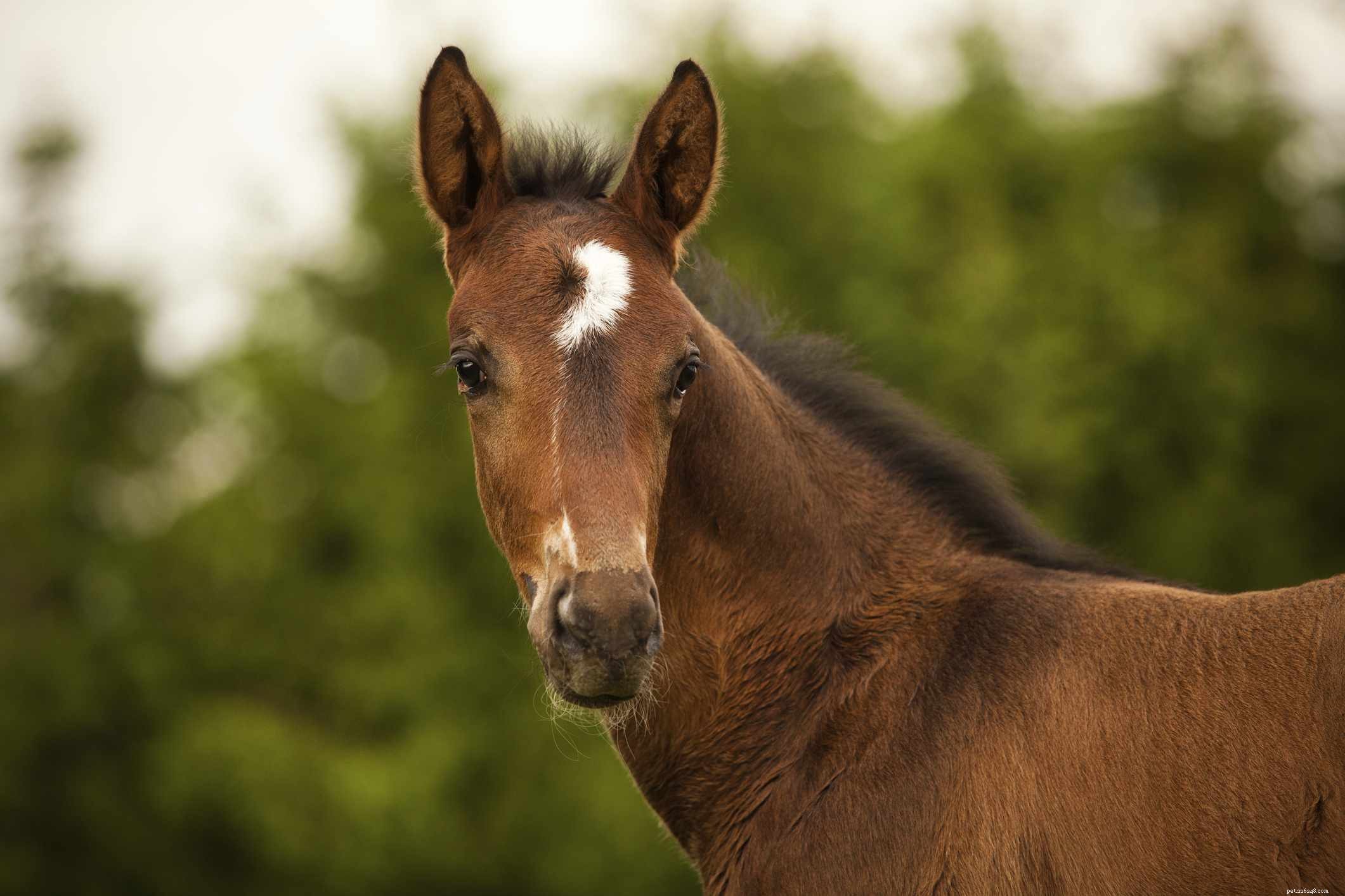 Westphalian Horse – Elite Warmblood Profile: Performance, Traits & Care
