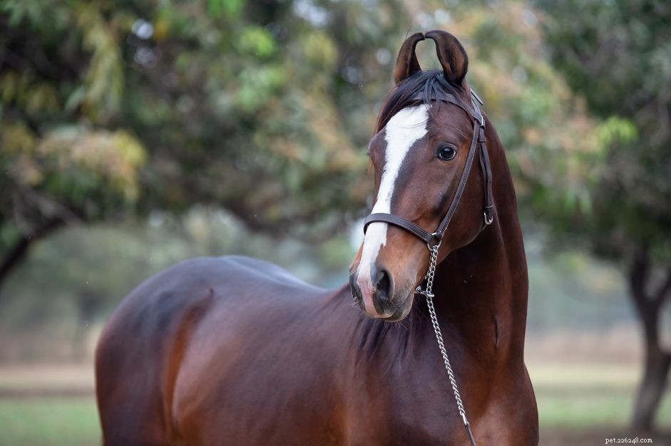 Marwari Horse: History, Traits, and Care Guide