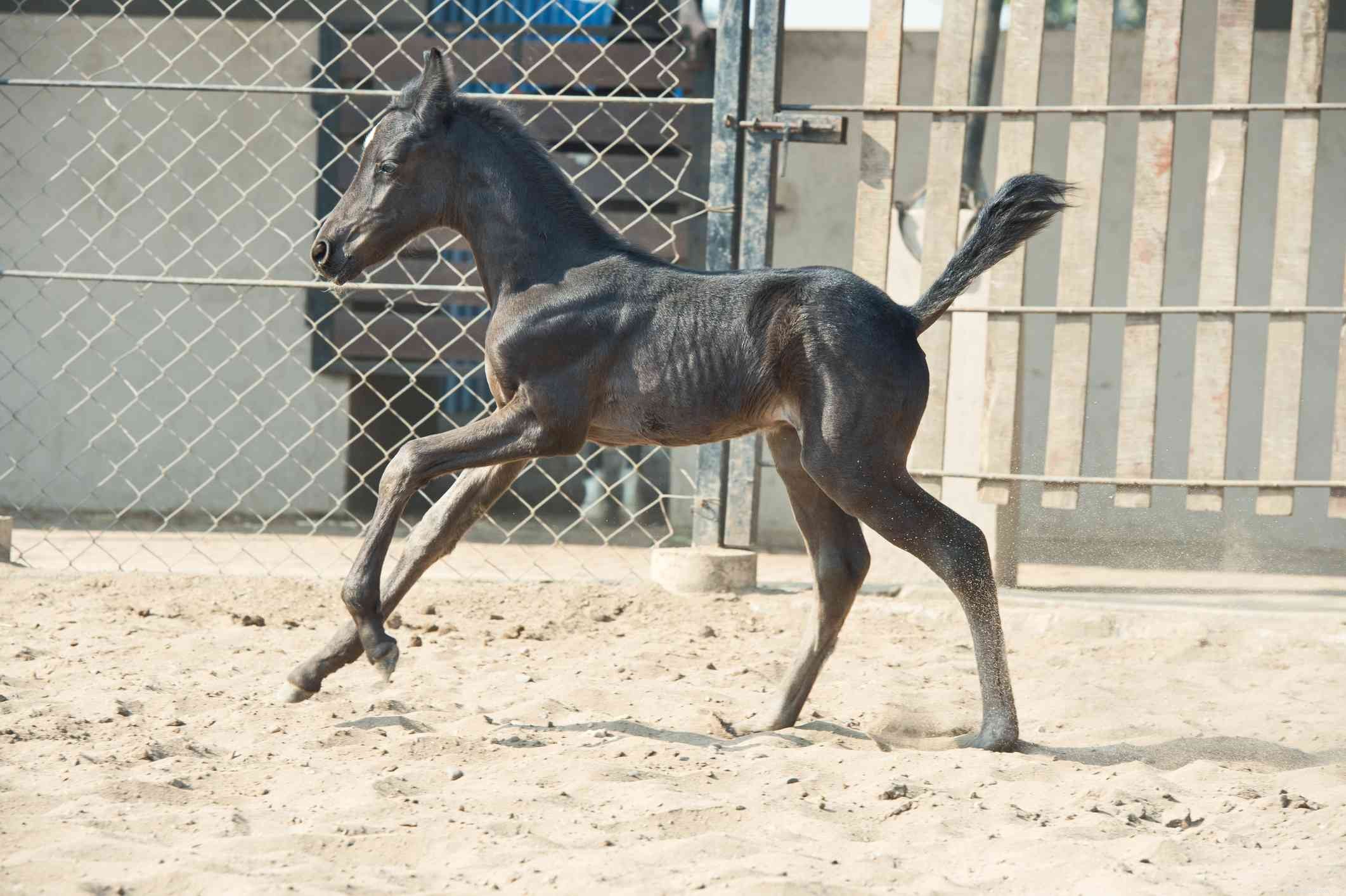 Marwari Horse: History, Traits, and Care Guide