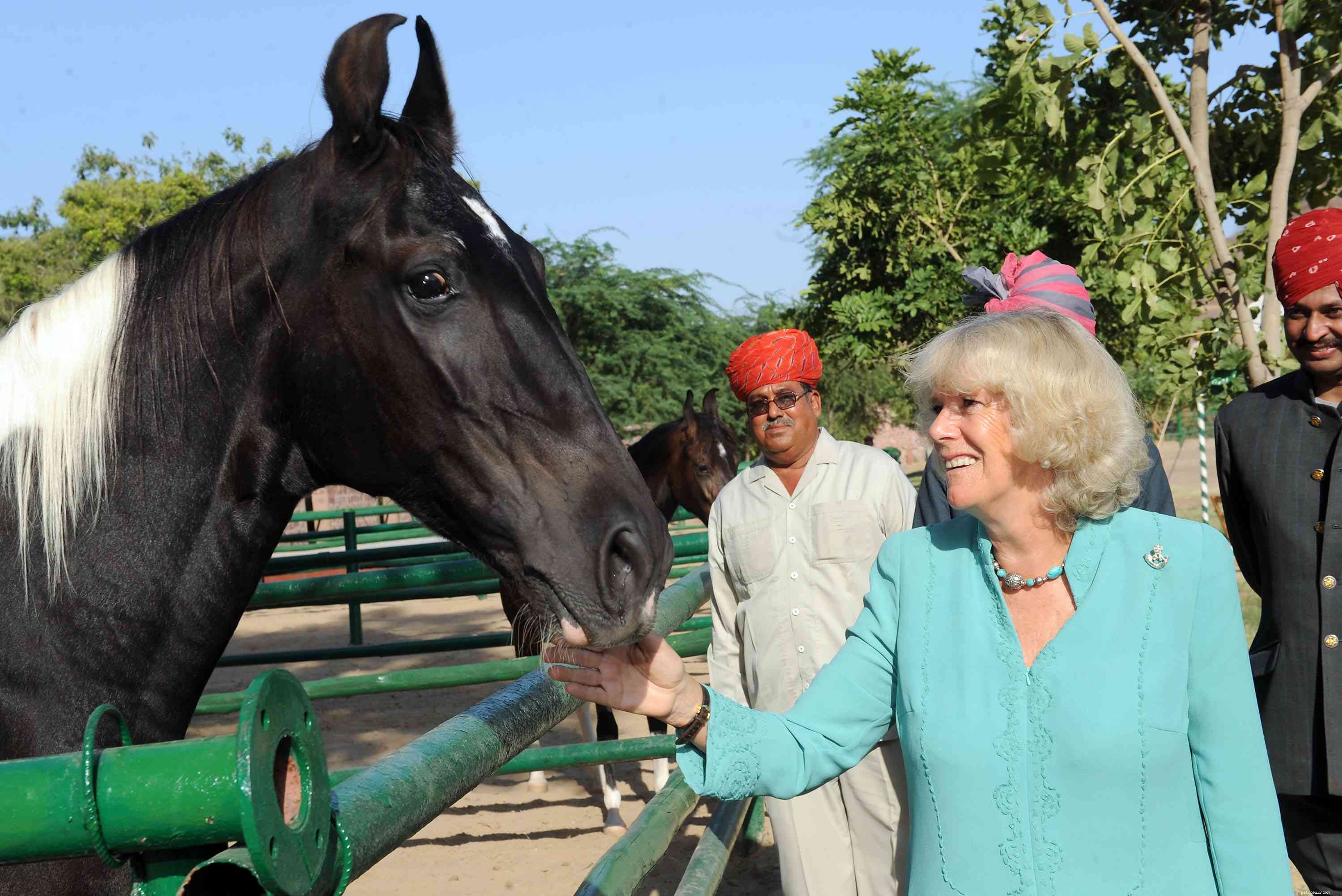 Marwari Horse: History, Traits, and Care Guide