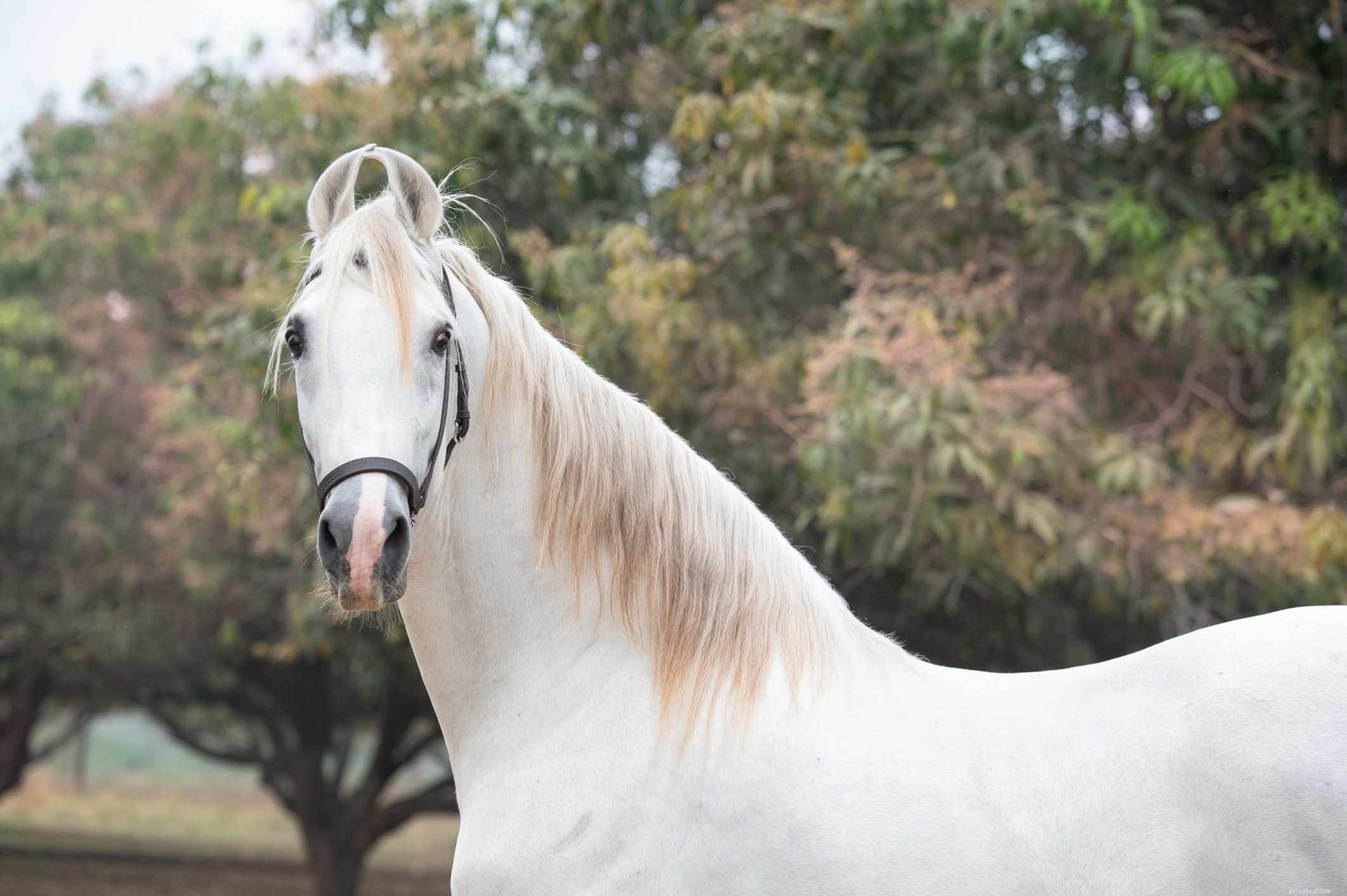 Marwari Horse: History, Traits, and Care Guide