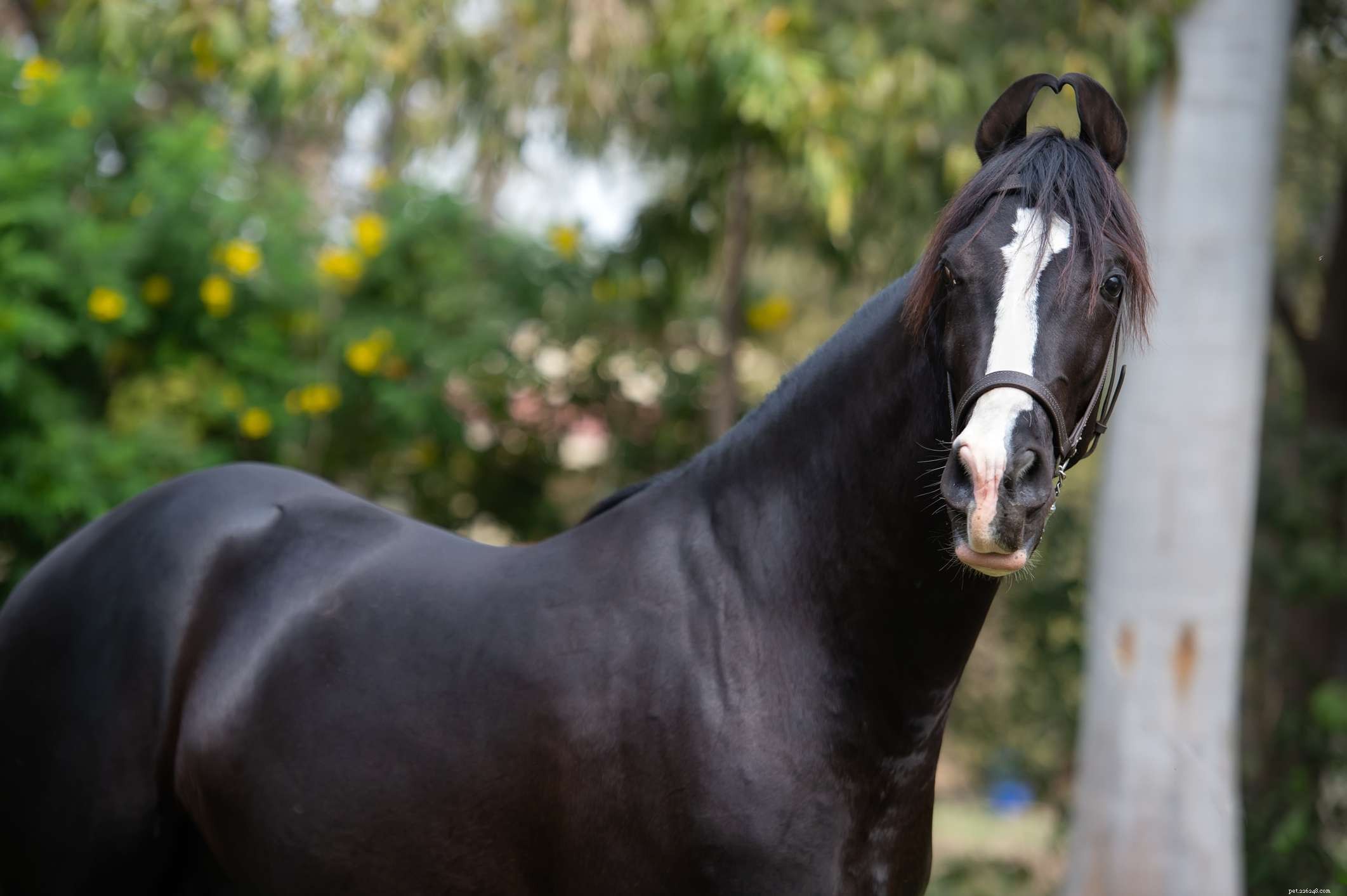 Marwari Horse: History, Traits, and Care Guide