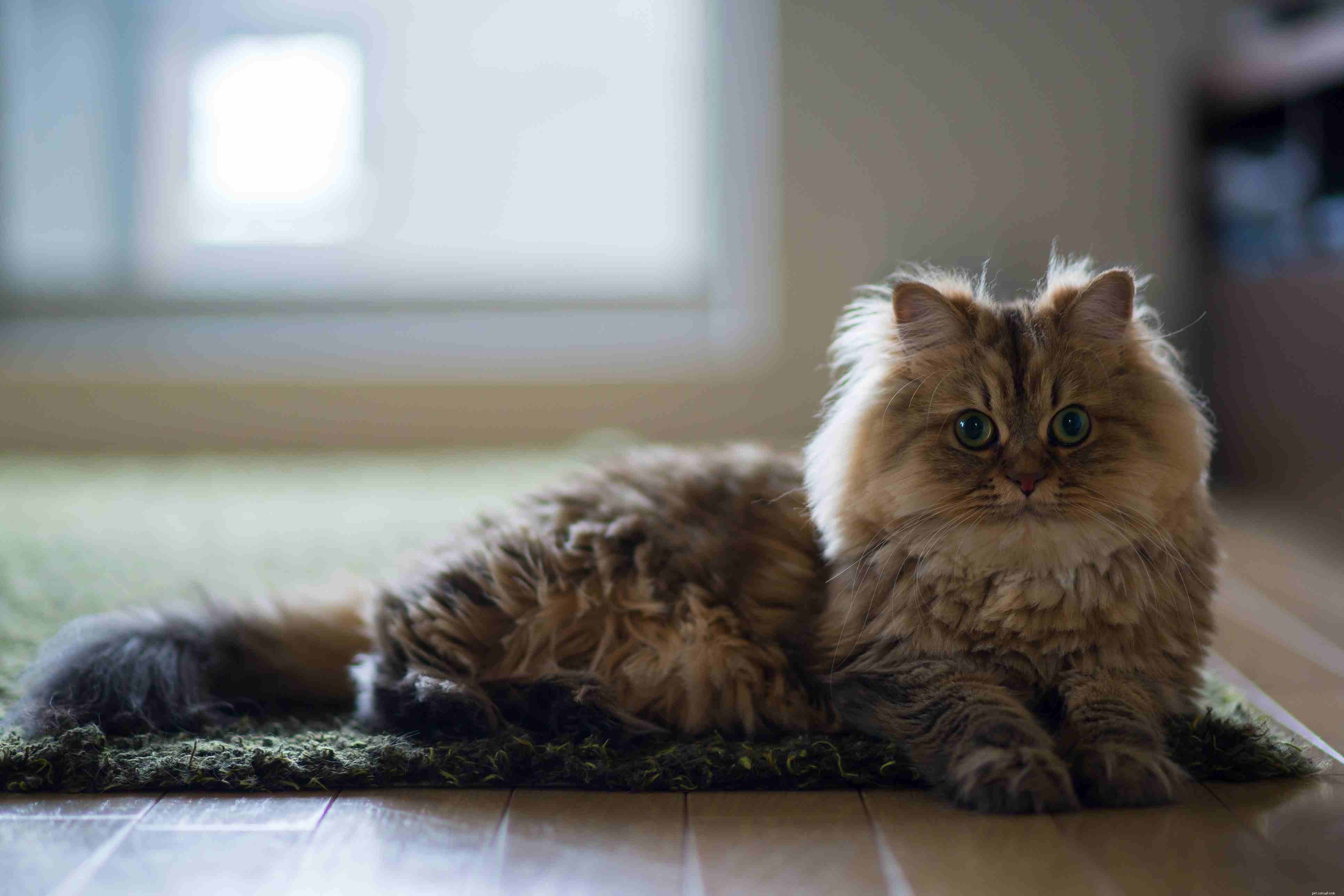 Discover 14 Classic Asian Cat Breeds: Siamese, Persian & More