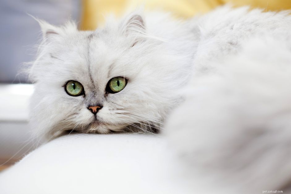 Discover 14 Classic Asian Cat Breeds: Siamese, Persian & More