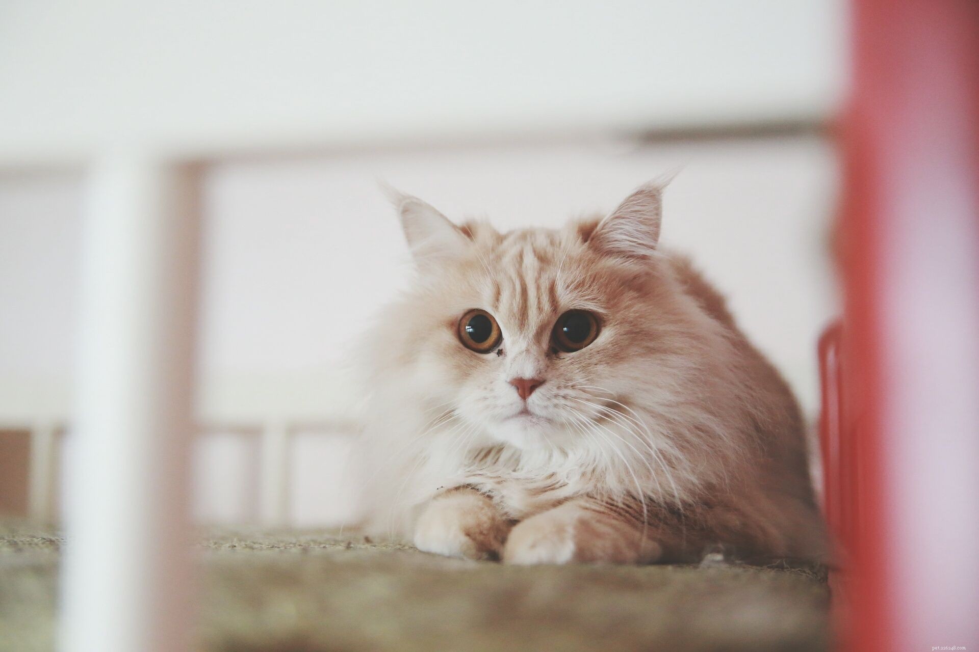 Discover 14 Classic Asian Cat Breeds: Siamese, Persian & More