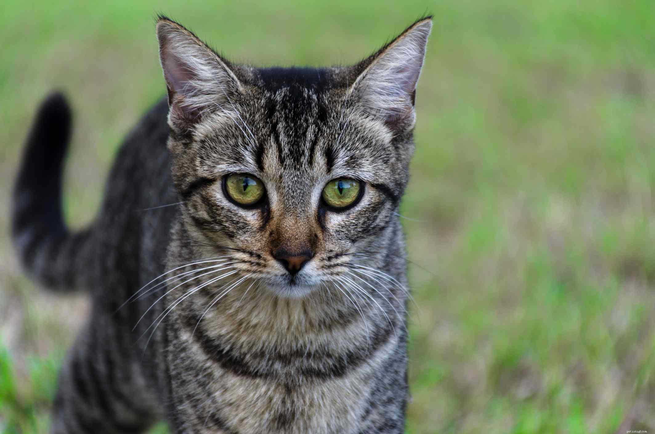 Discover 14 Classic Asian Cat Breeds: Siamese, Persian & More