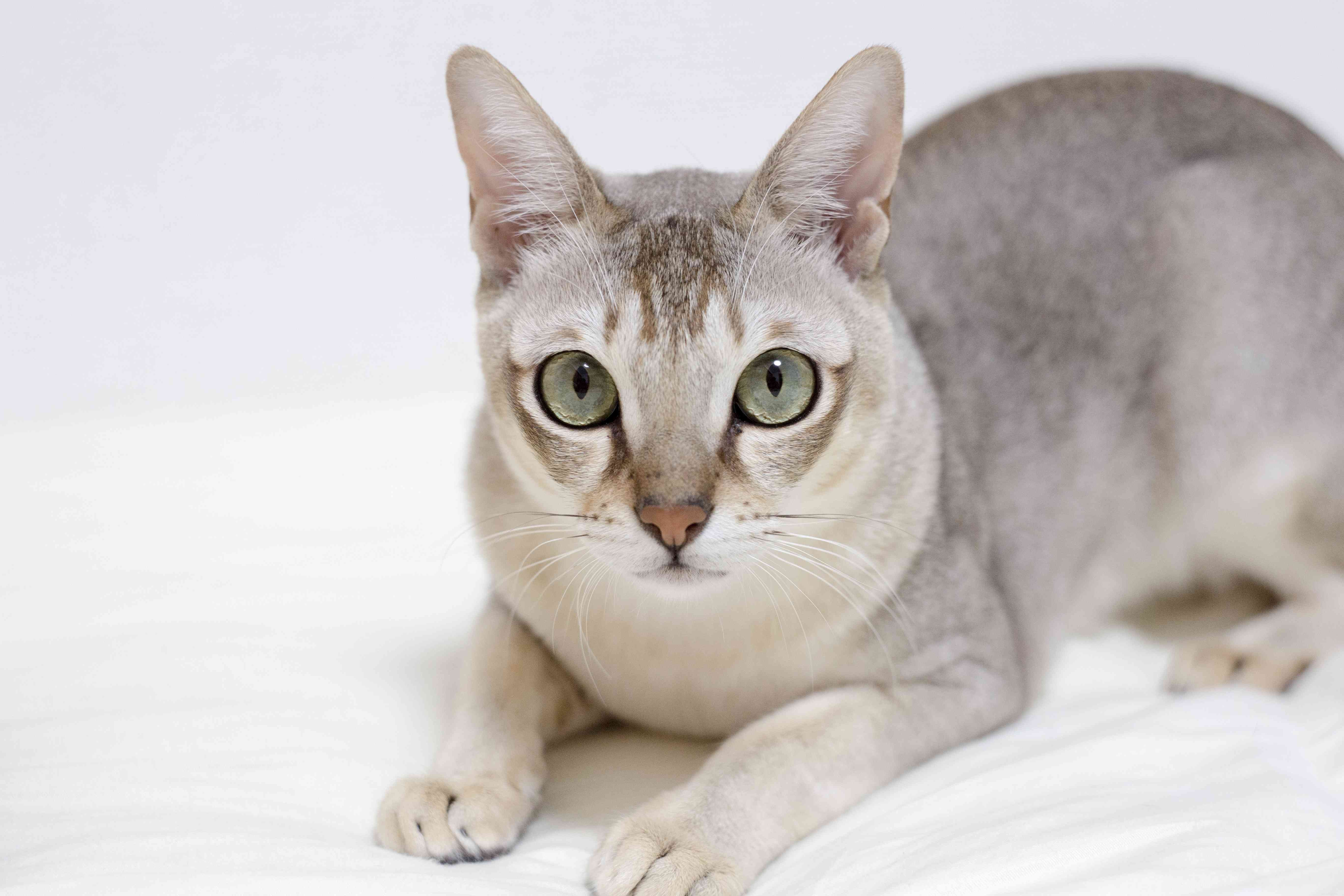 Discover 14 Classic Asian Cat Breeds: Siamese, Persian & More