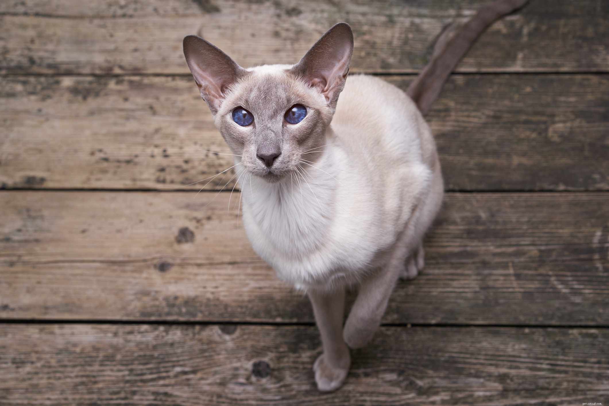 Discover 14 Classic Asian Cat Breeds: Siamese, Persian & More