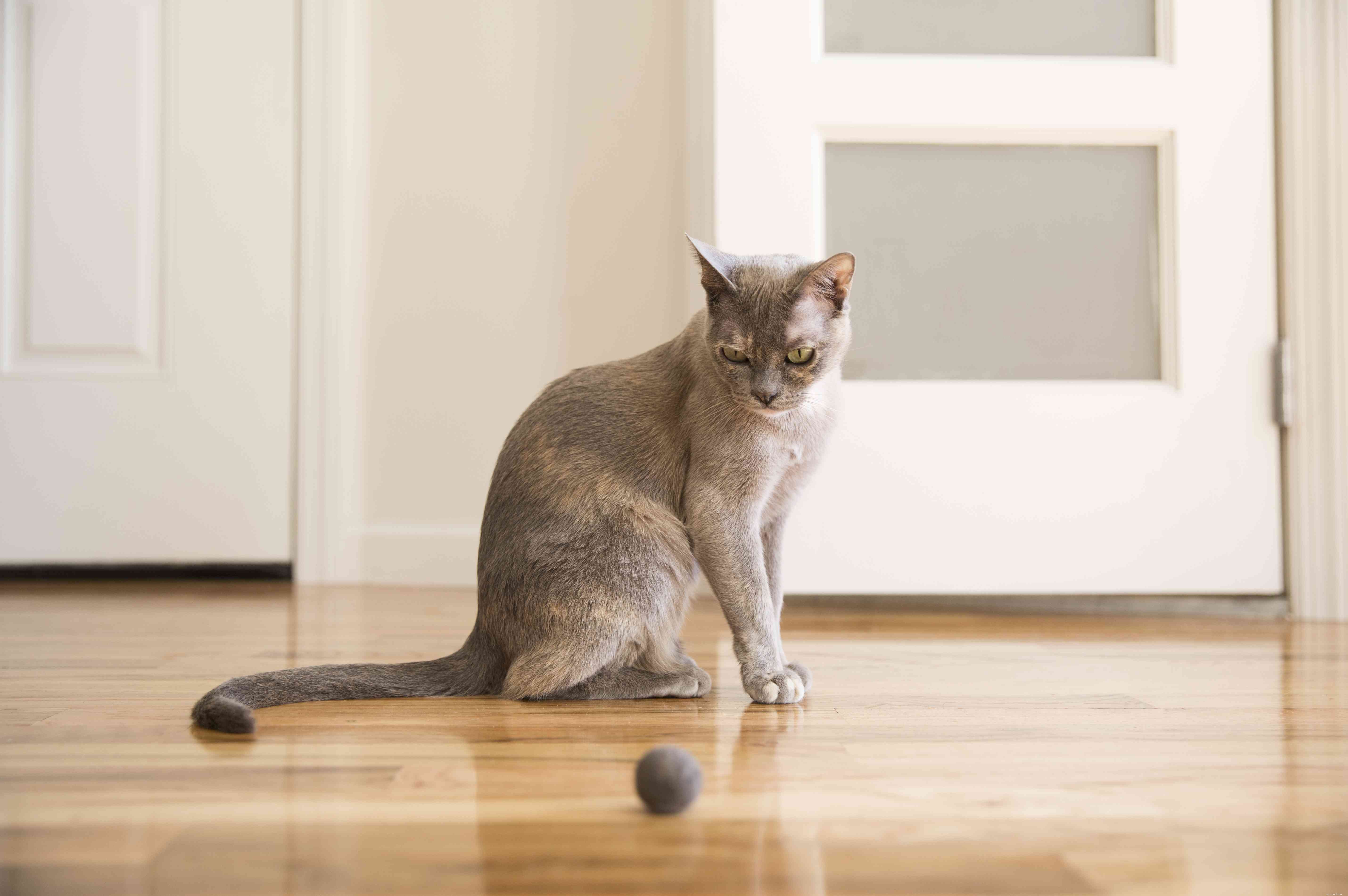 Discover 14 Classic Asian Cat Breeds: Siamese, Persian & More