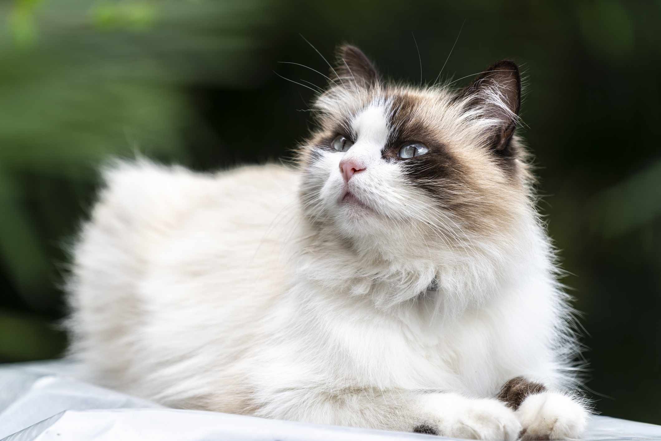 Discover 14 Classic Asian Cat Breeds: Siamese, Persian & More