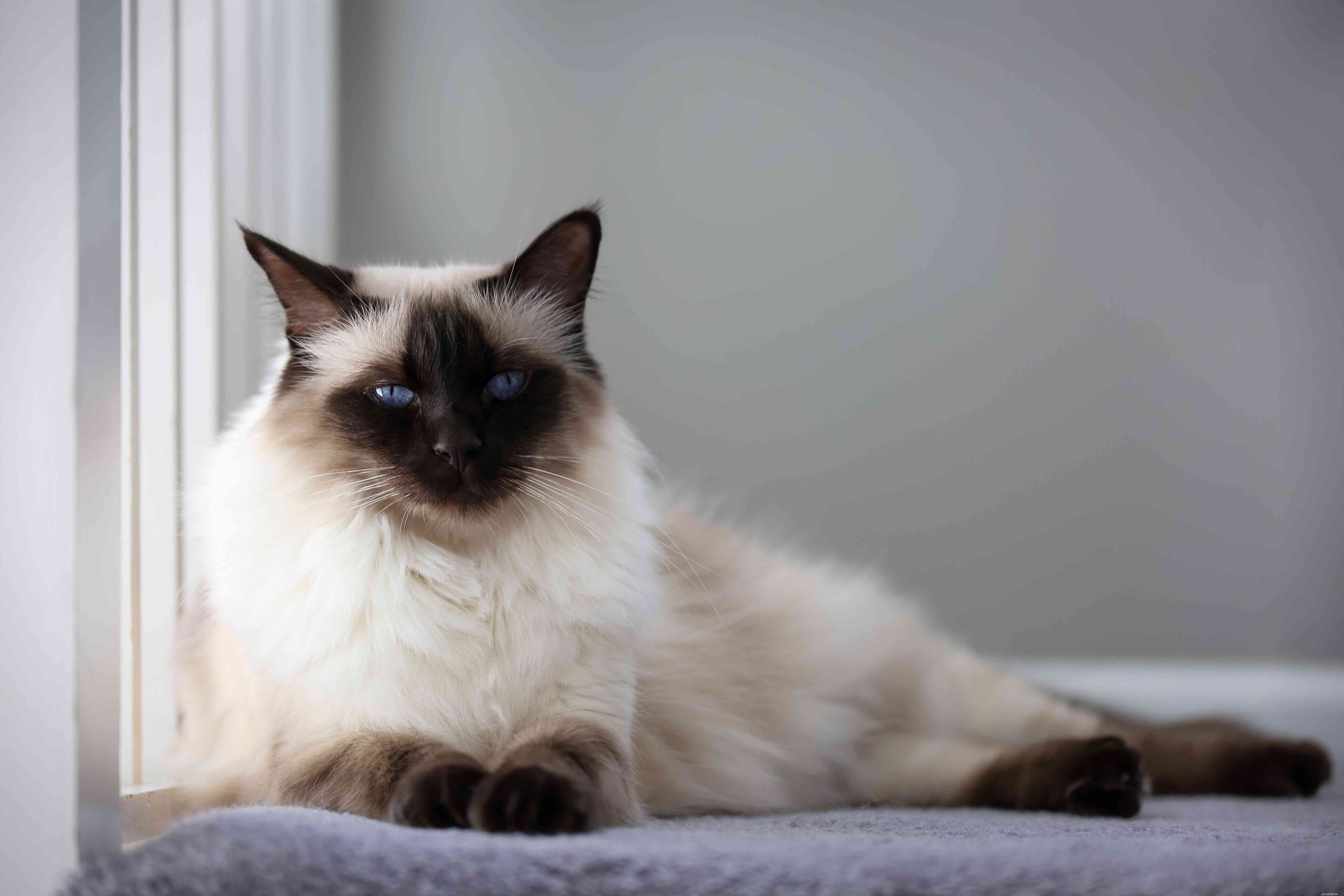 Discover 14 Classic Asian Cat Breeds: Siamese, Persian & More
