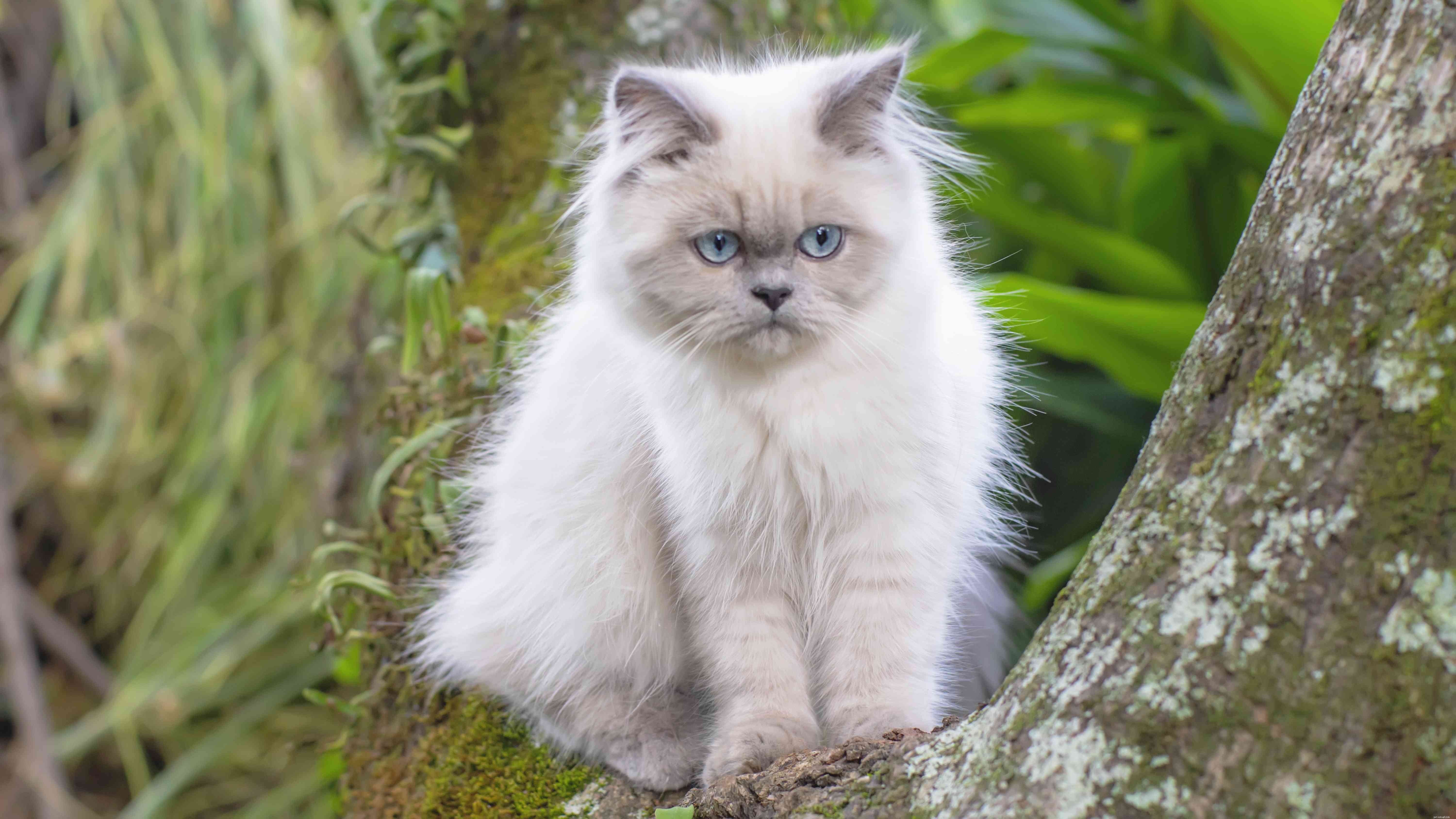 Discover 14 Classic Asian Cat Breeds: Siamese, Persian & More