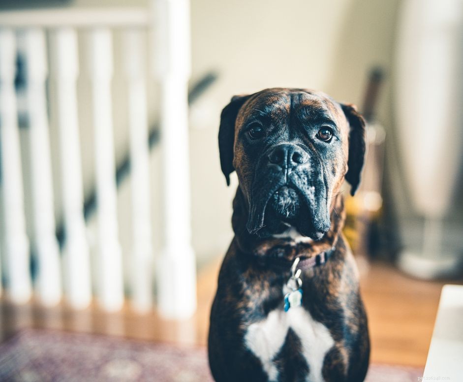 80 Unique Brindle Dog Names: Find the Perfect Fit