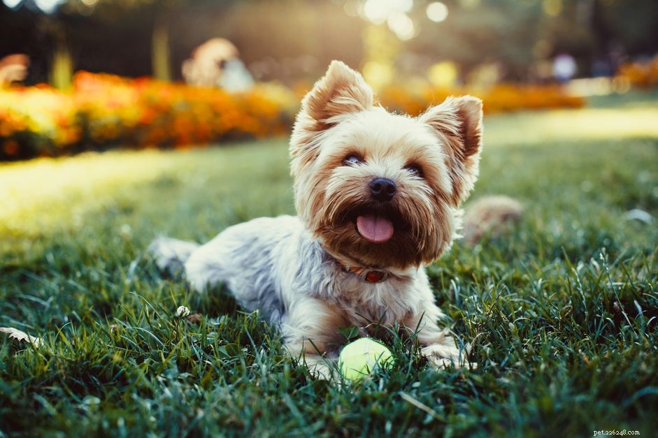 50 Perfect Names for Your Yorkshire Terrier
