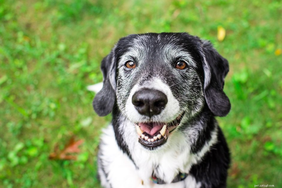 70 Creative Cartoon-Inspired Dog Names