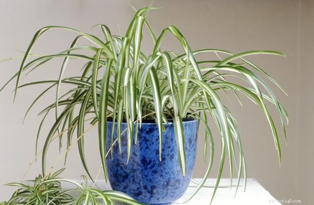 9 Cat-Friendly Houseplants That Won’t Harm Your Feline