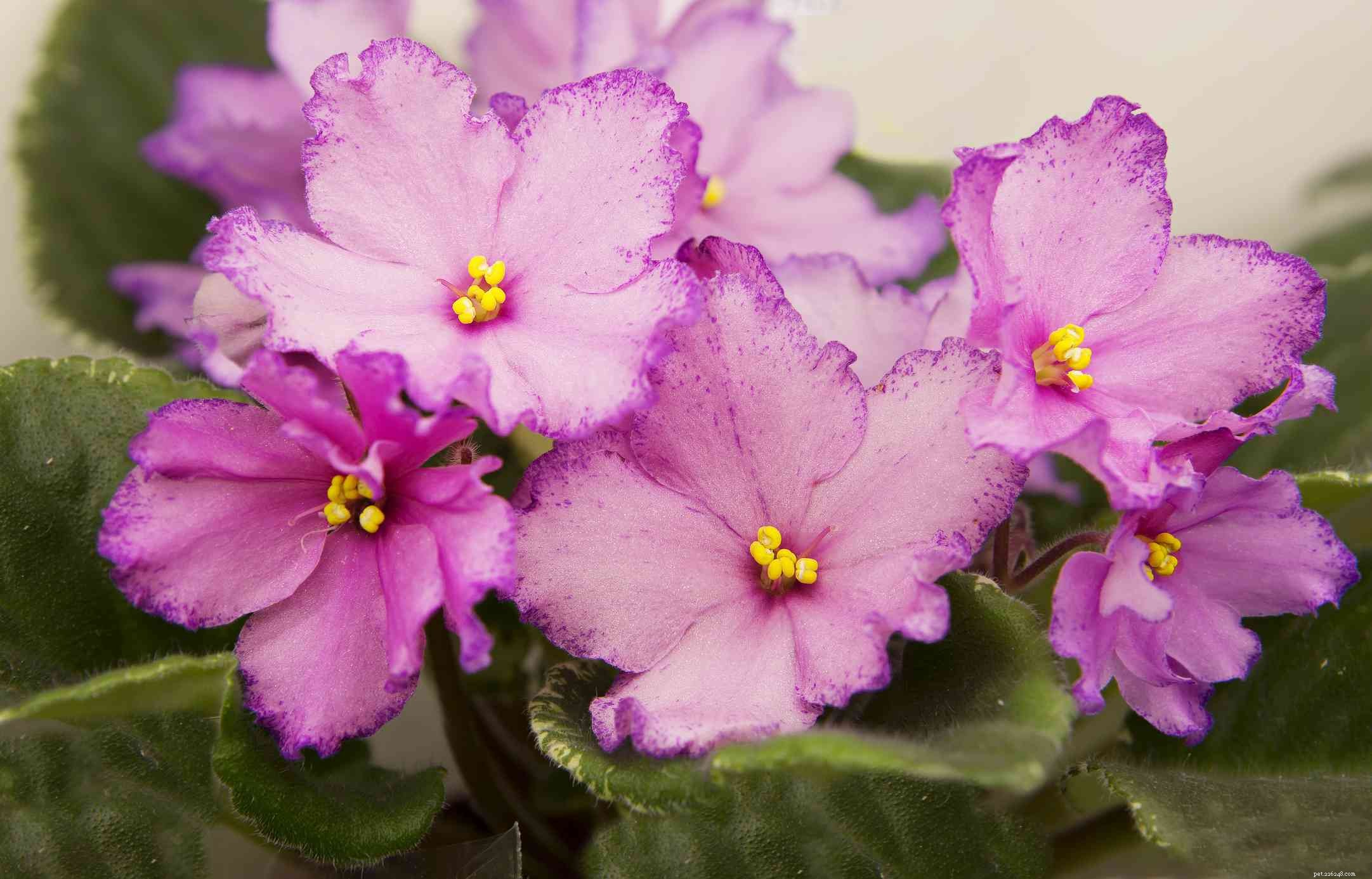 9 Cat-Friendly Houseplants That Won’t Harm Your Feline