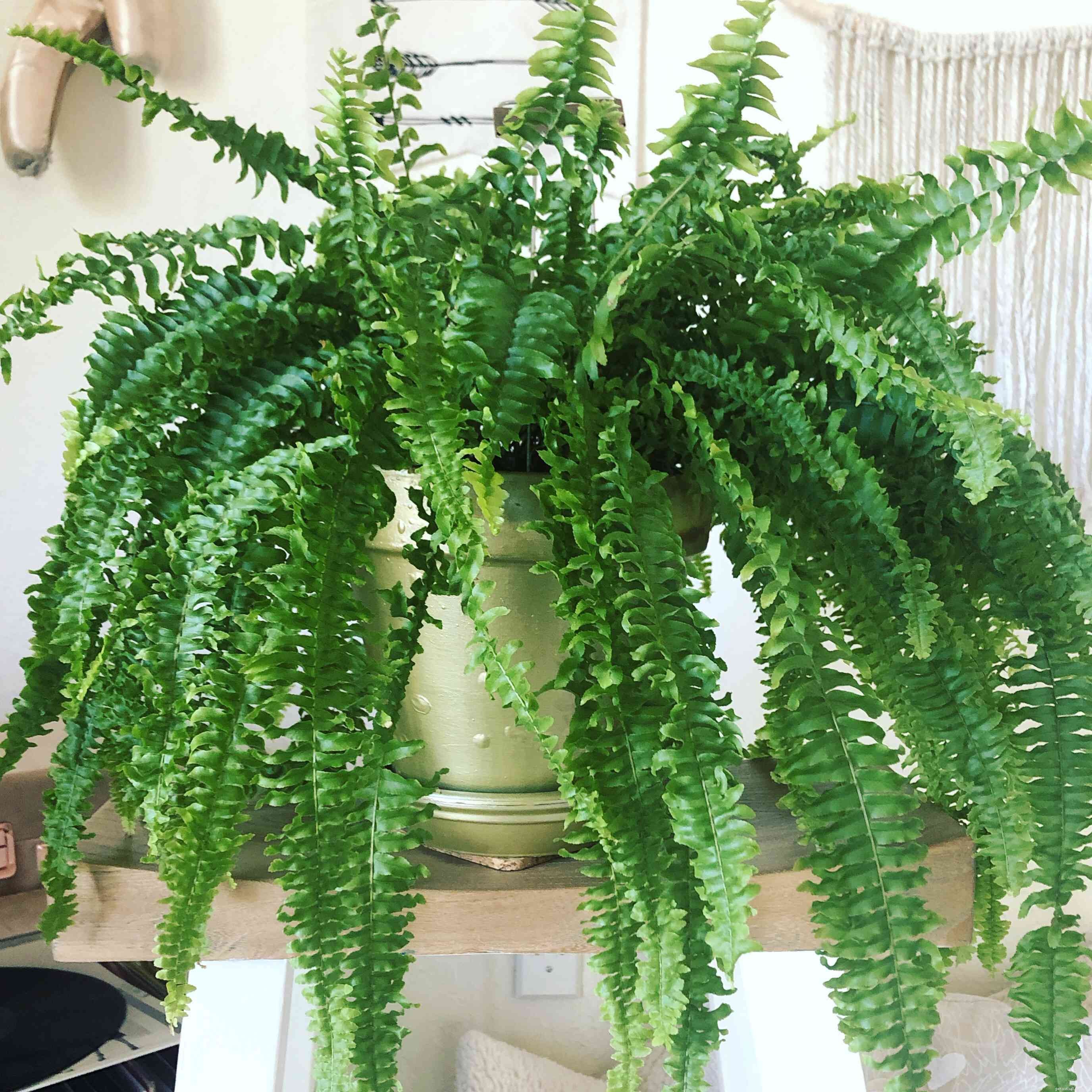 9 Cat-Friendly Houseplants That Won’t Harm Your Feline