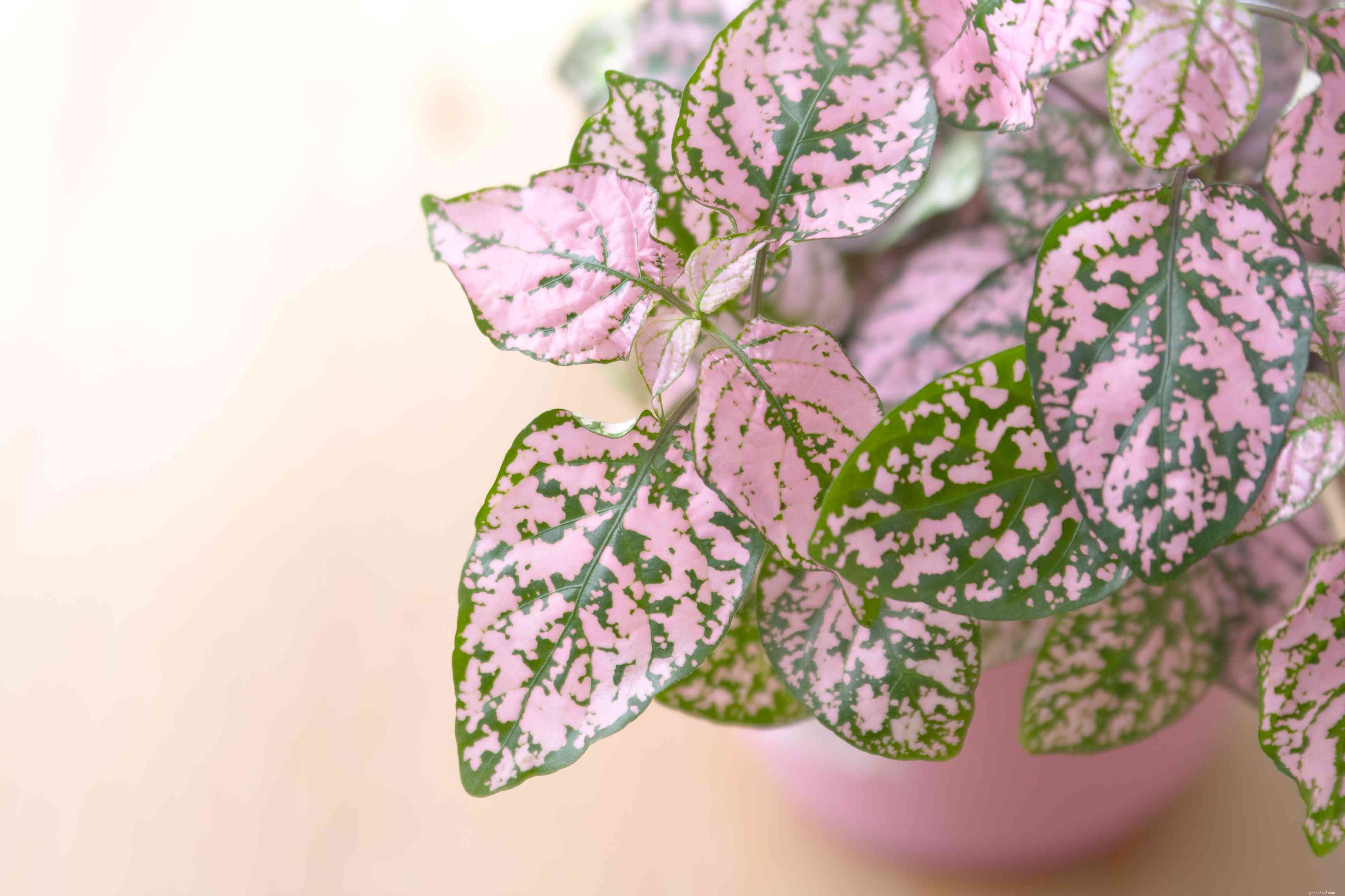 9 Cat-Friendly Houseplants That Won’t Harm Your Feline