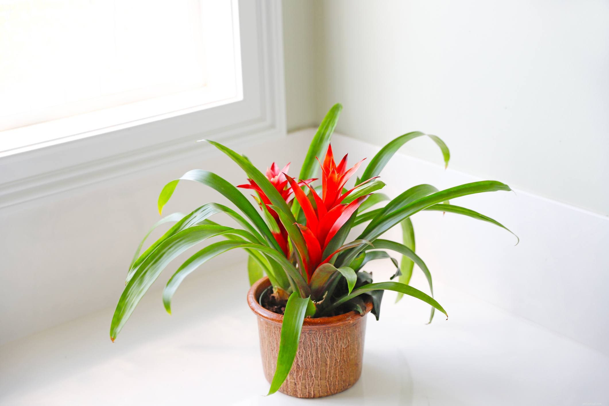9 Cat-Friendly Houseplants That Won’t Harm Your Feline