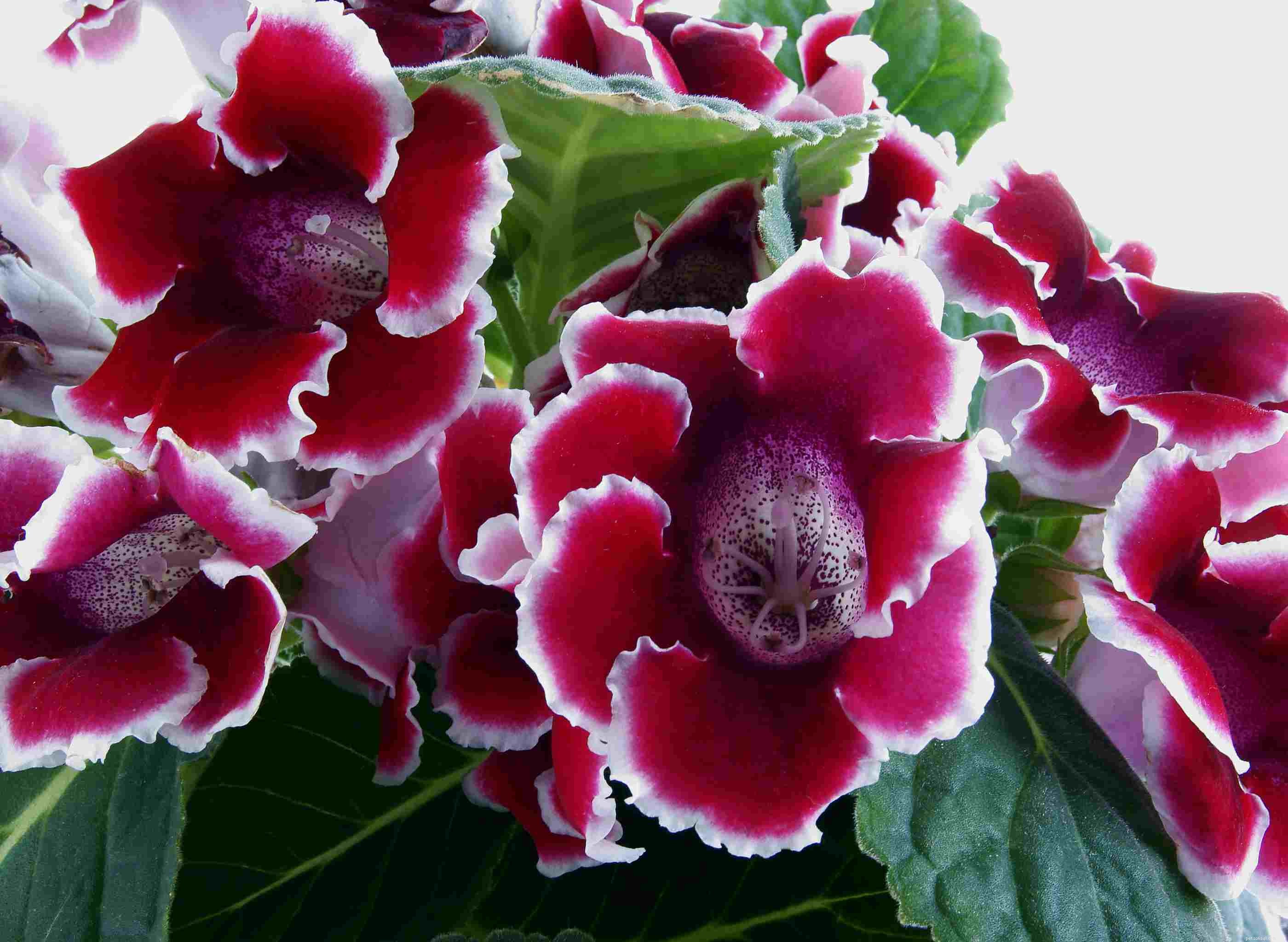 9 Cat-Friendly Houseplants That Won’t Harm Your Feline