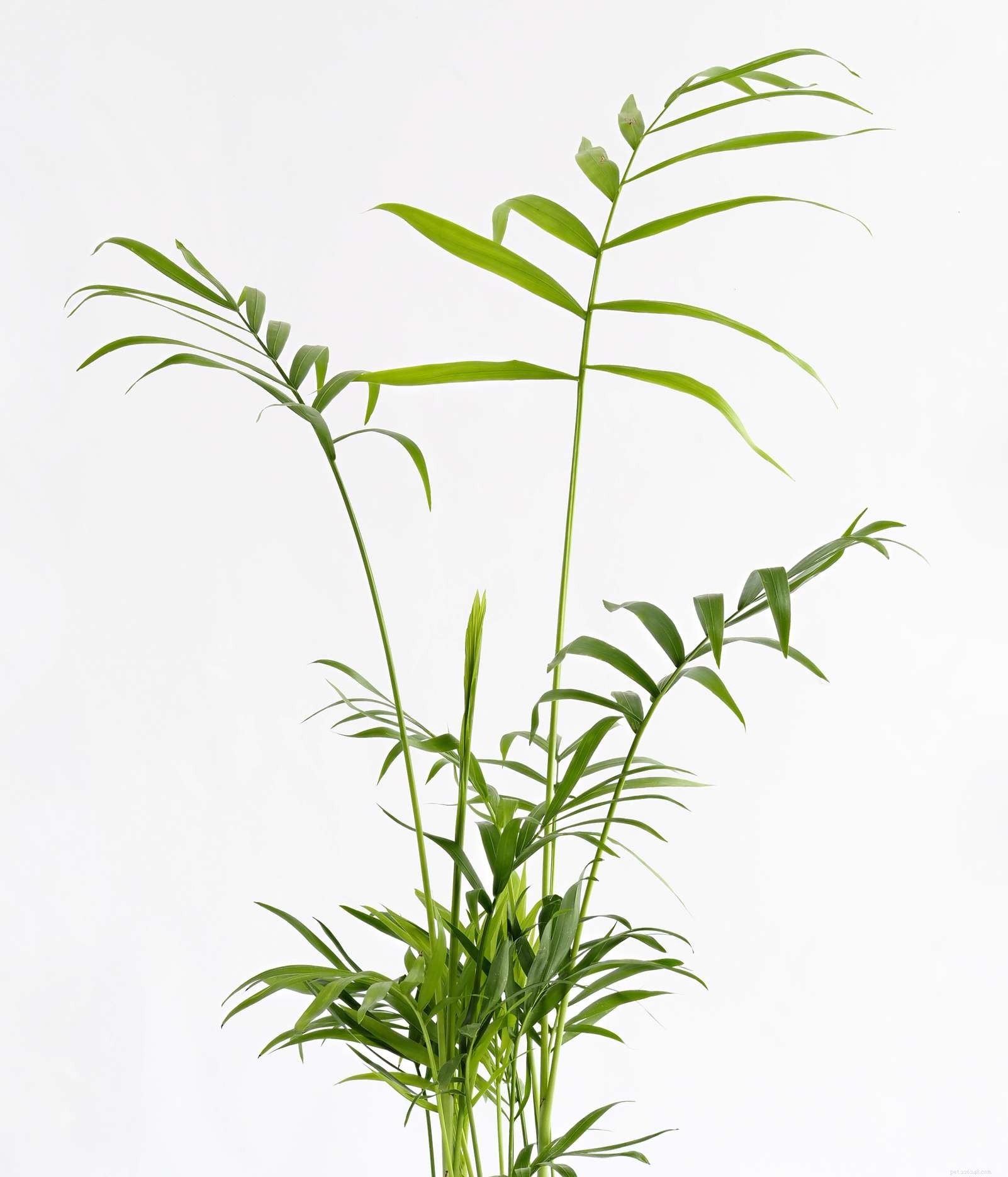 9 Cat-Friendly Houseplants That Won’t Harm Your Feline