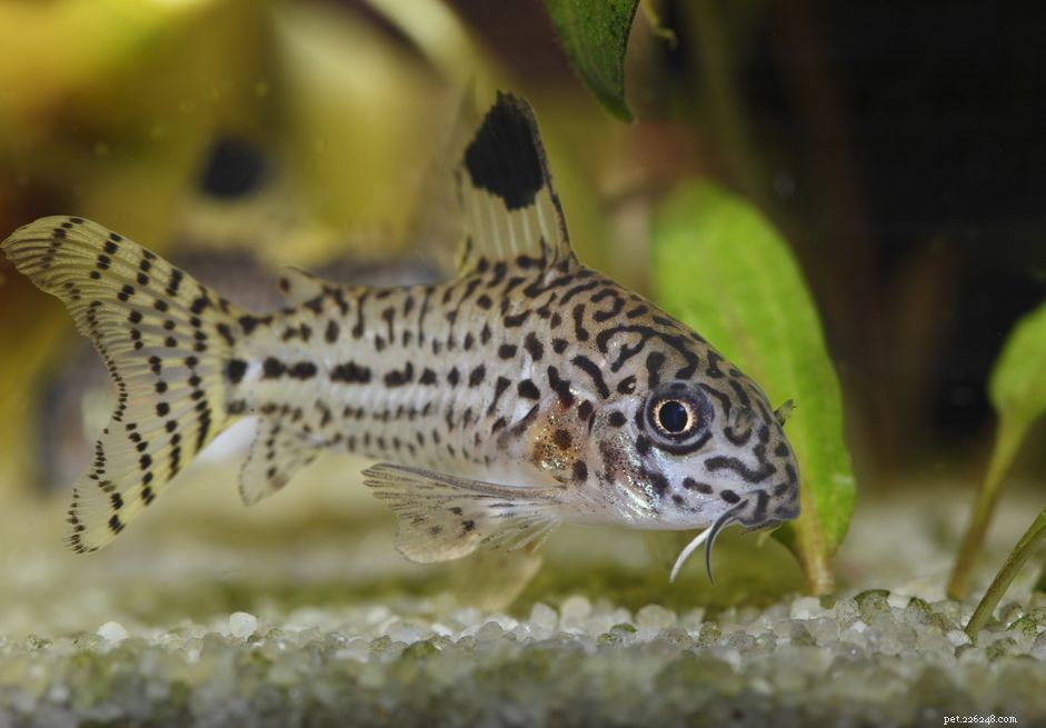 Julii Corydoras (Catfish) – Comprehensive Species Guide: Care, Diet, and Breeding